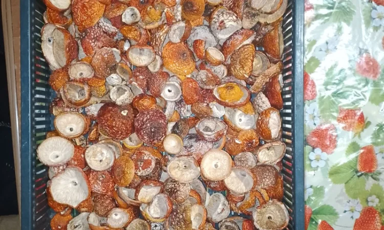 Продаю мухомор Вищий сорт с акцией - фото № 5