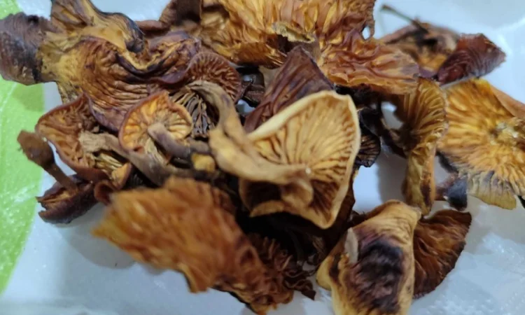 Продаж грибів фламуліну: сухі та мариновані - фото № 1