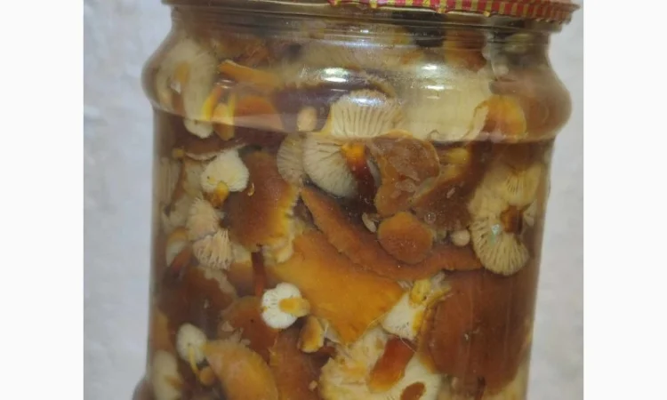 Продажа грибов фламуліну: сухі та мариновані - фото № 2