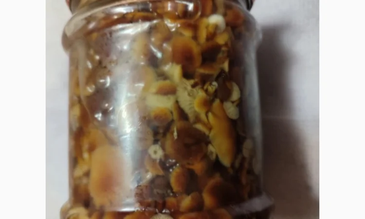 Продажа грибов фламуліну: сухі та мариновані - фото № 4