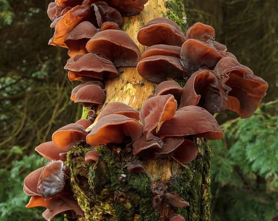 Гриб Иудино ухо сухой и маринованный на продажу - фото № 1