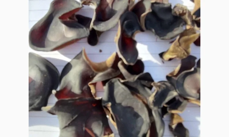 Гриб Иудино ухо сухой и маринованный на продажу - фото № 3