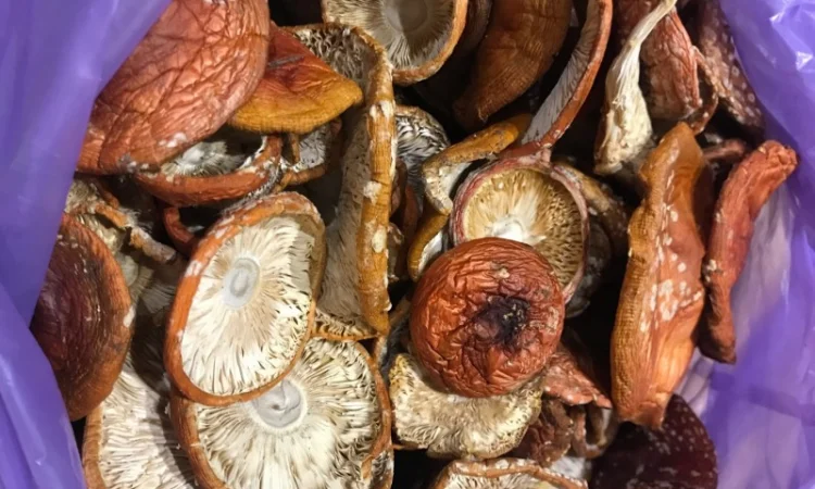 Покупка мухомора червоного - фото № 1