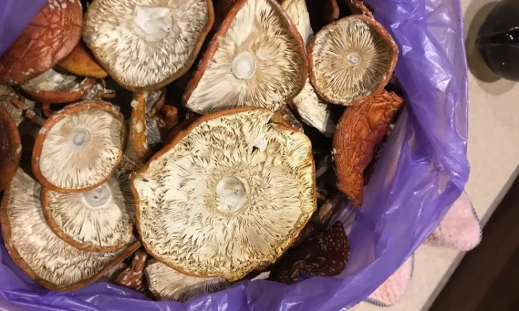 Покупка мухомора червоного - фото № 2