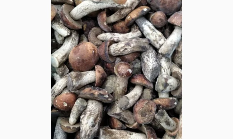 Продам гриби червоноголовці - фото № 1