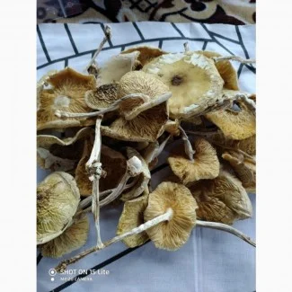 Продаж блідої поганки - фото № 2