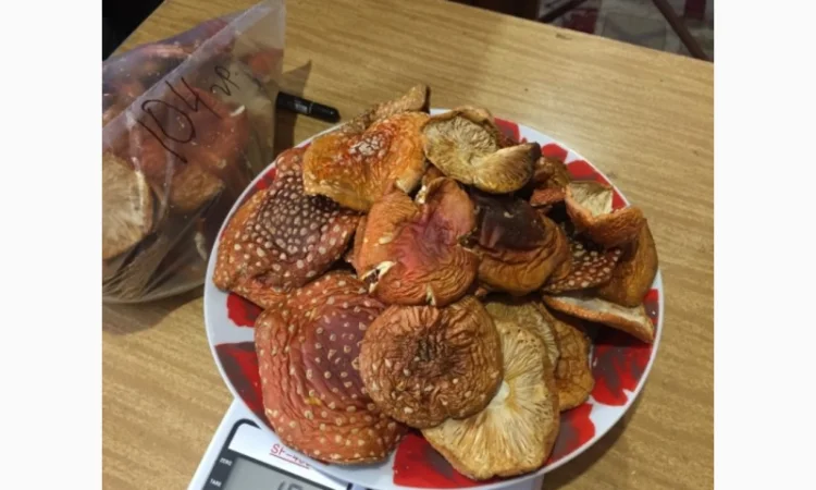 Продам червоні мухомори - фото № 1