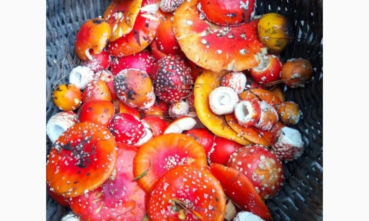 Сушені шапки мухоморів на продаж - фото № 1