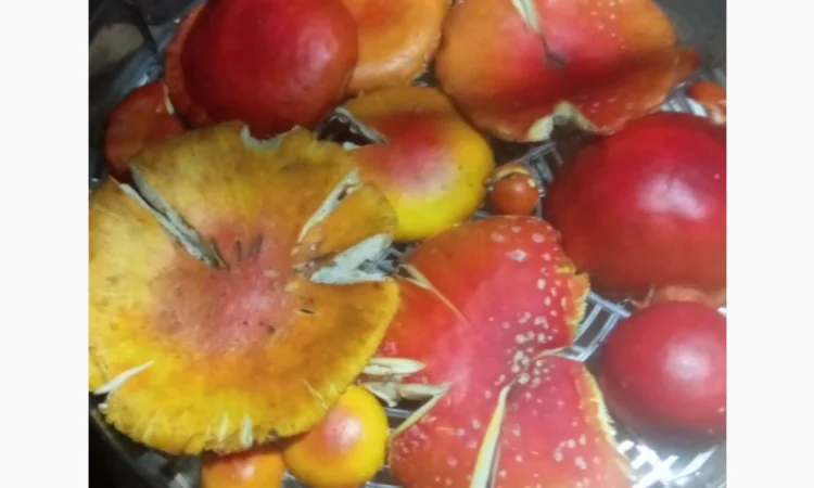 Сушені шапки мухоморів на продаж - фото № 2