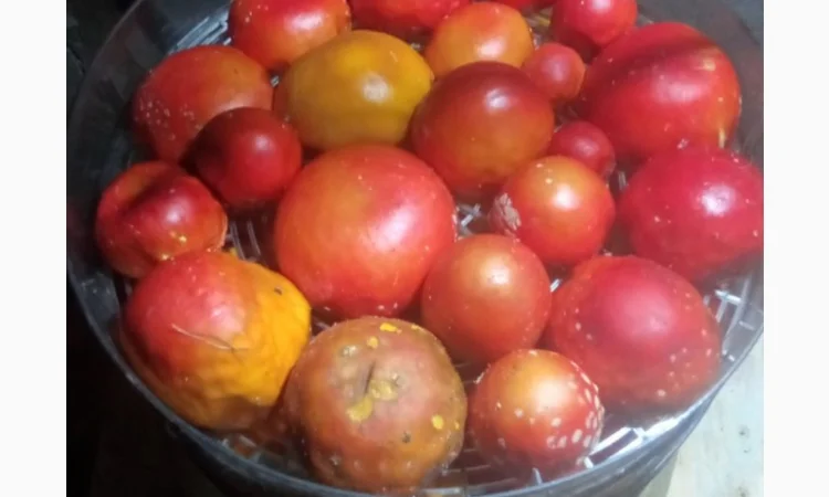 Сушені шапки мухоморів на продаж - фото № 3