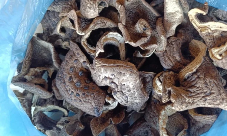 Єжевик строкатий, бабині вуха - фото № 1