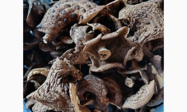 Єжевик строкатий, бабині вуха - фото № 2