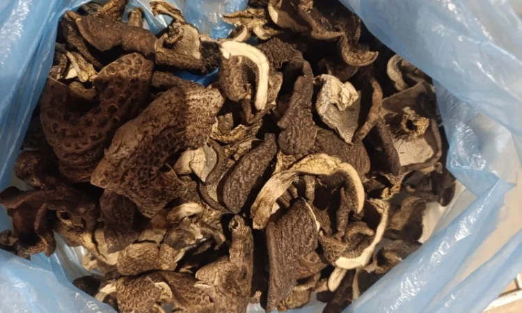 Сушений єжевик строкатий на продаж - фото № 3