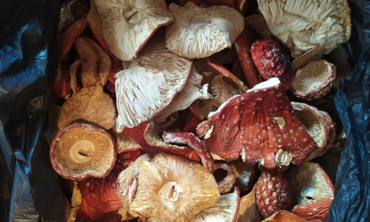 Мухомор червоний (Amanita muscaria) відмінна якість - фото № 2