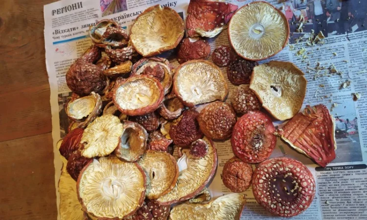 Мухомор червоний (Amanita muscaria) відмінна якість - фото № 4