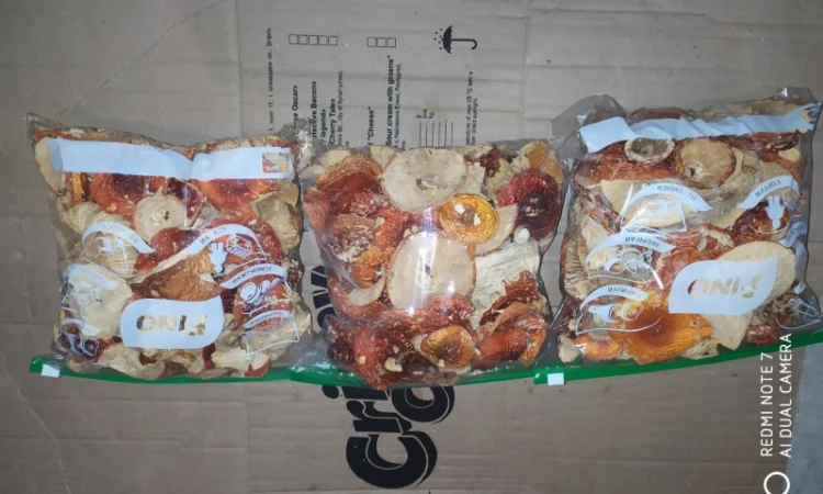 Мухомор червоний (Amanita muscaria) відмінна якість - фото № 5