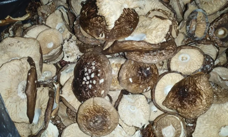 Мухомор червоний (Amanita muscaria) відмінна якість - фото № 6