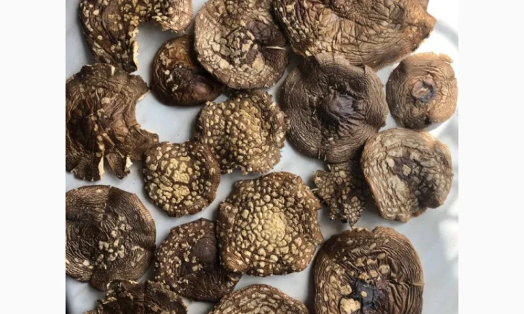 Королівський мухомор - фото № 1