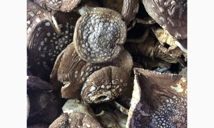 Мухомор пантерний на продаж - фото № 1