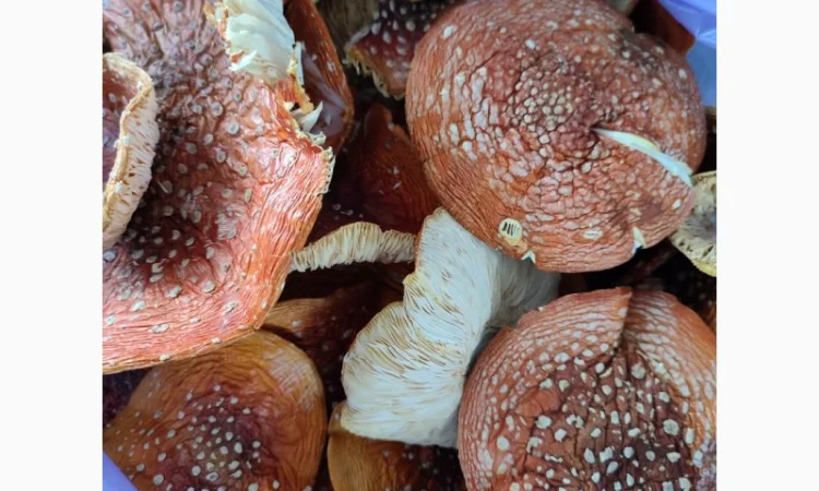 Мухомор красный королевский на продажу - фото № 1