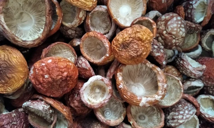 Продаю червоний мухомор - фото № 5