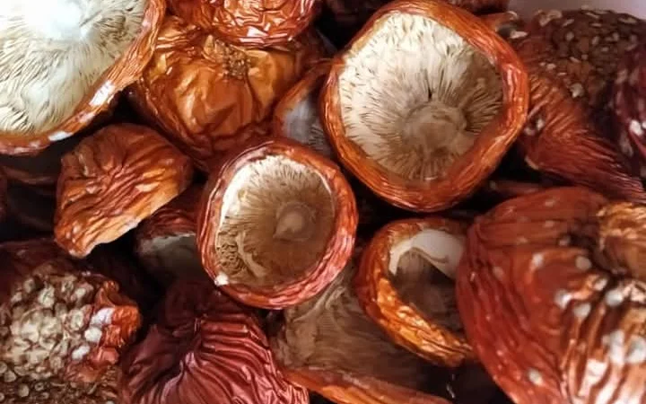 Шляпки мухомора червоного на продаж - фото № 1