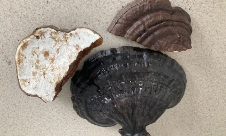 Мухомор: екстракти та настоянки - фото № 13