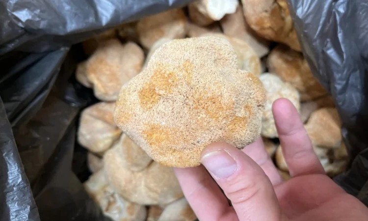 Мухомор: екстракти та настоянки - фото № 5