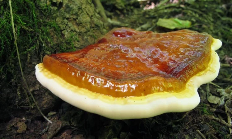 Мухомор: екстракти та настоянки - фото № 6