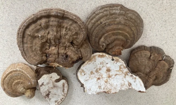 Мухомор: екстракти та настоянки - фото № 8