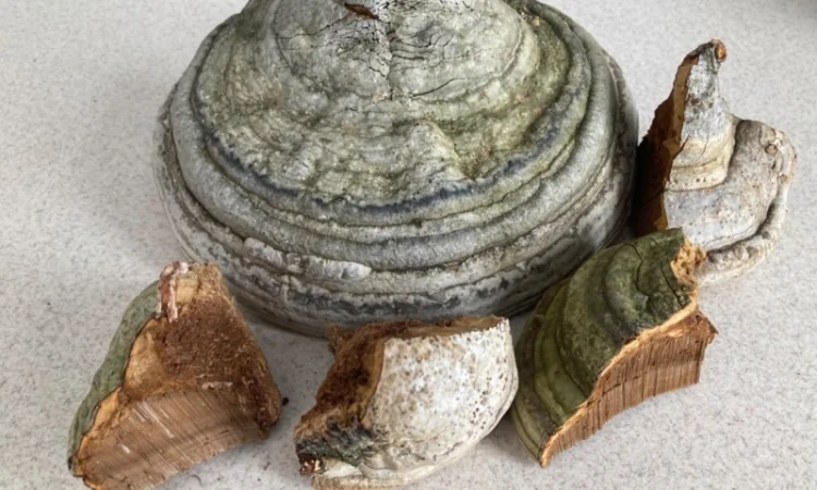 Мухомор: екстракти та настоянки - фото № 9