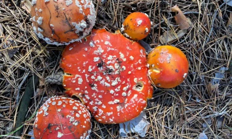 Сома из мухоморов на продажу - фото № 1