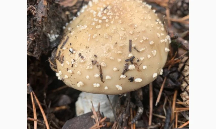 Сома из мухоморов на продажу - фото № 2