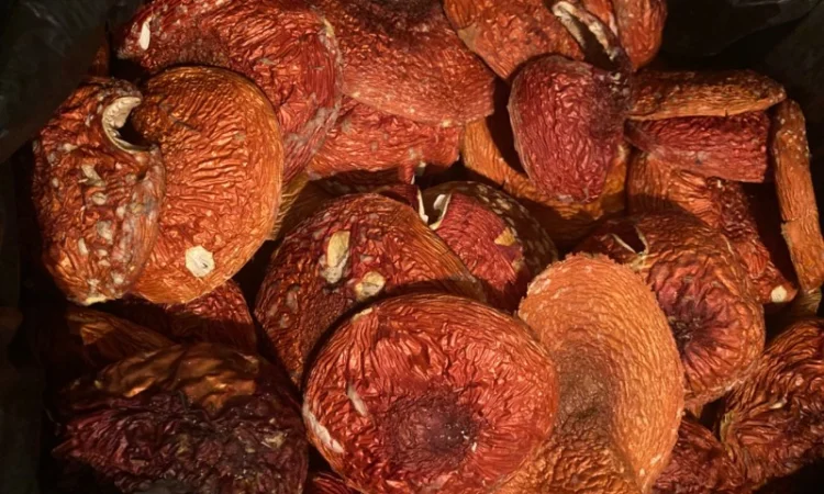 Мухомор червоний и Пантерний на продажу - фото № 1