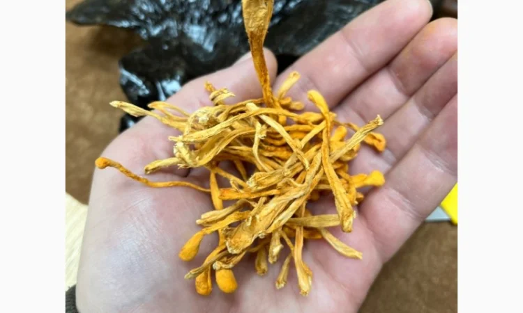 Кордіцепс для підвищення енергії та тонусу організму - фото № 1