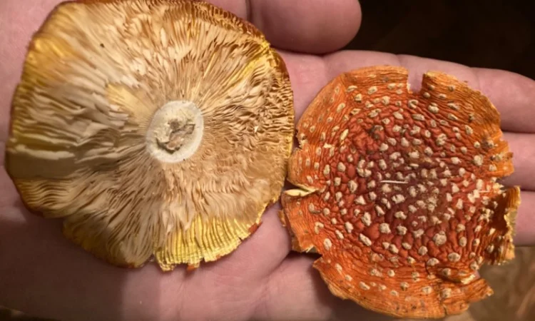 Ежовик гребінчастий - фото № 2