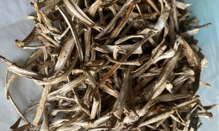 Пантерный мухомор - фото № 2