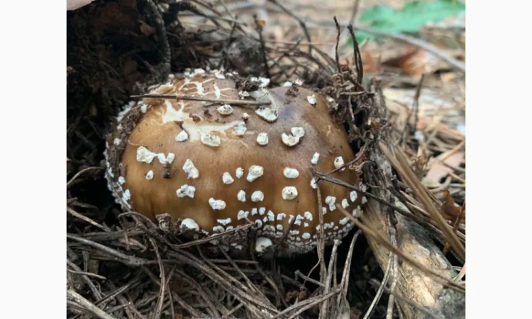 Пантерный мухомор - фото № 1