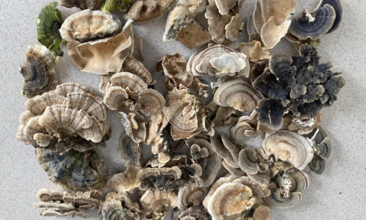 Гриби різні - фото № 15