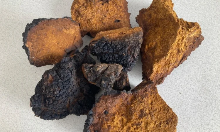 Гриби різні - фото № 5