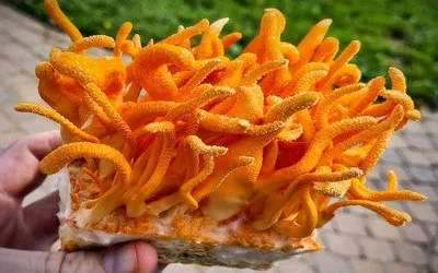 Чага - продажа грибів - фото № 12