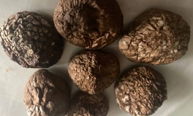 Чага, трутовик, Рейши - фото № 14