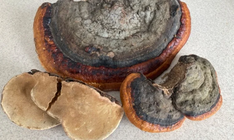 Чага, трутовик, Рейши - фото № 4