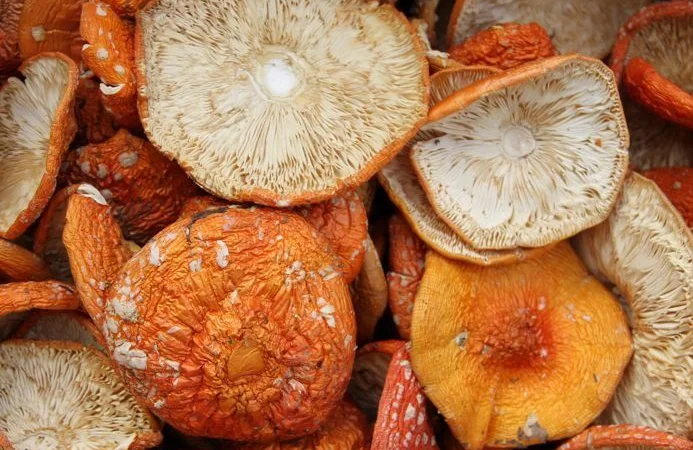 Продаж сушеного червоного мухомора в Україні - фото № 1