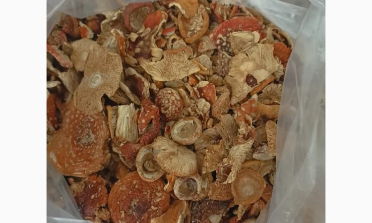 Червоний Мухомор - 2 сорт, 0, 5-1 кг. Красные мухоморы, сезон 2023 року - фото № 2