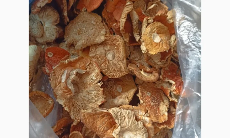 Червоний Мухомор - 2 сорт, 0, 5-1 кг. Красные мухоморы, сезон 2023 року - фото № 3