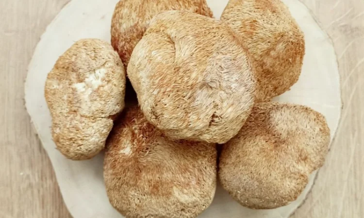 ЕЖОВИК ГРЕБЕНЧАТЫЙ купить. Львиная Грива Герициум Ежевик гриб Качество - фото № 1