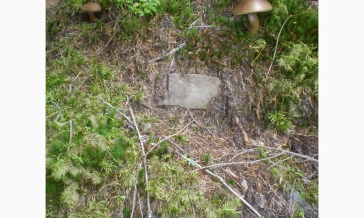 Польские сушеные грибы из Карпат - фото № 4