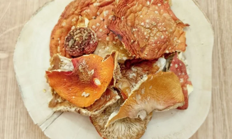 КРАСНЫЙ МУХОМОР 2023 - Шляпки красного мухомора сушеные, купить в Украине для микродозинга - фото № 1