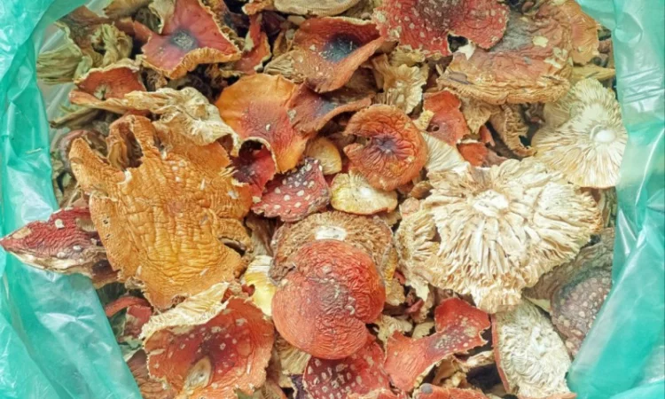 КРАСНЫЙ МУХОМОР 2023 - Шляпки красного мухомора сушеные, купить в Украине для микродозинга - фото № 3